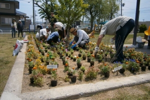 A group of university students from Kanagawa joined us. Their professor grew these flowers out of seeds.